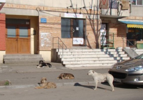 Primarul Mangaliei discută cu cetăţenii despre câinii fără stăpân